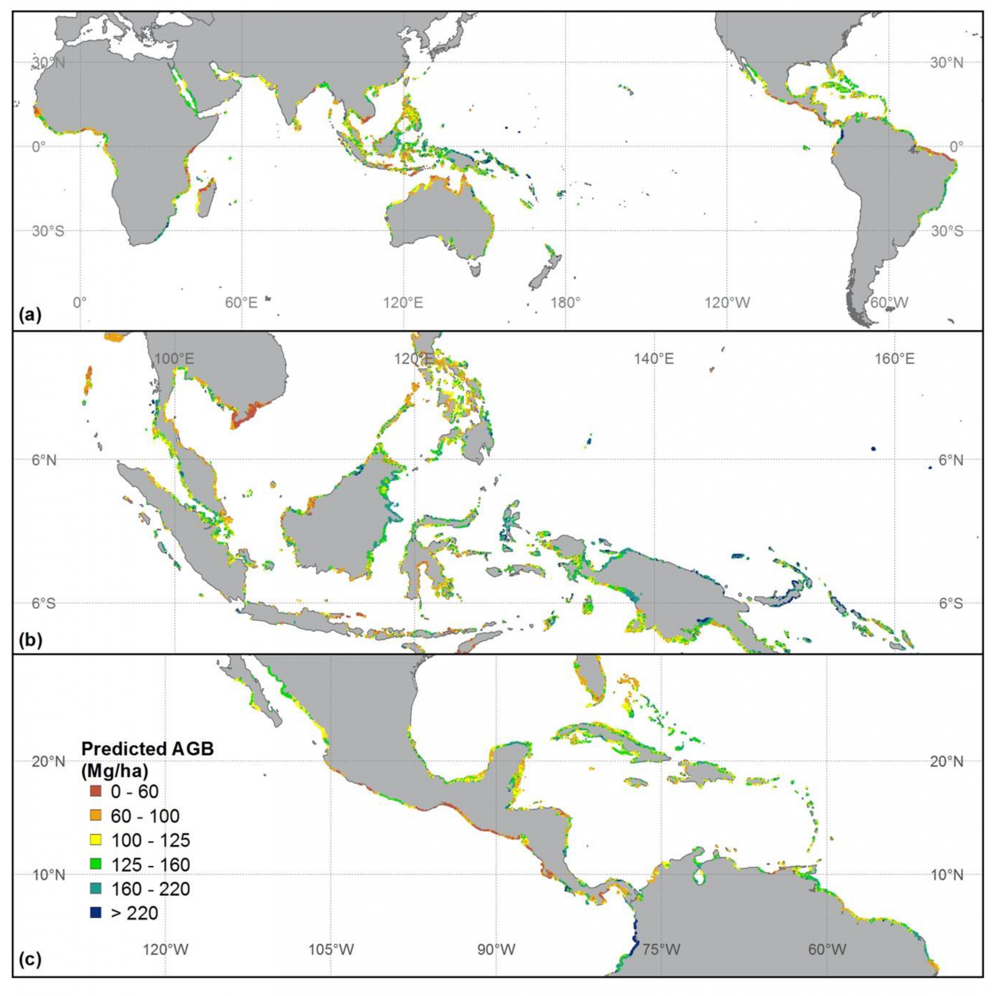 Global mangrove forest AGB map-1